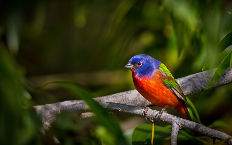 k, passerina, one animal, scientific, perching, floor, vertebrate, blue, 4K, head, parrot, us, bird, close-up, ciris, painted, red, nature, selective focus