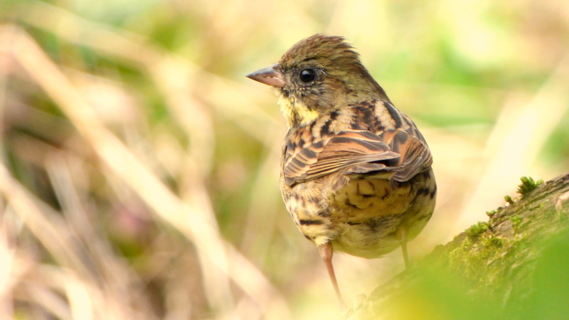 nature, selective focus, standing, winter, black, bunting, photography, Black-faced  bunting, outdoors, beak, wildlife, japan, animal, beige, small, faced