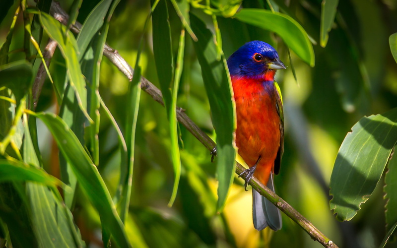 animal, animal wildlife, america, desktop, animals in the wild, ultra, north, mobile, leaf, one animal, plant part, beauty in nature, family, outdoors