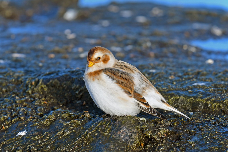 one animal, sparrow, no people, focus on foreground, water, land, 4K, day, animal wildlife, animal themes, migratory bird, close-up, beach, animal, north sea