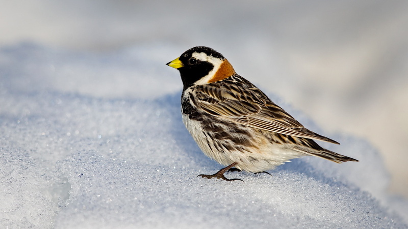 snow, 1080P, bird, wildlife, bunting