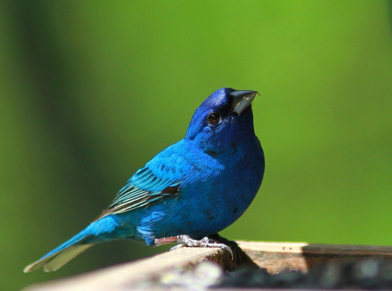 Birds, Blue, Bird, Animal, Indigo Bunting, 720P