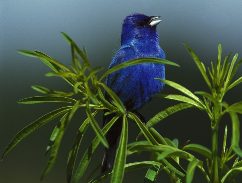branch, one animal, green, animal wildlife, blue, passerina cyanea, close-up, resting, wildlife, vertebrate, male, 1080P, leaf, perched, bird, animal themes