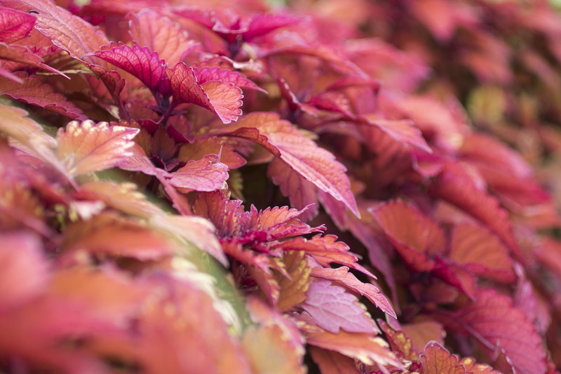 no people, farbe, freshness, purple, rot, beauty in nature, botany, pflanze, spaziergang, full frame, germany, maroon, pink color, koblenz, rötlich, colurful