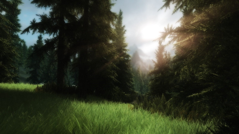 leafed, no people, field, coniferous tree, scenics - nature, tranquil scene, non-urban scene, nature, plant, outdoors, land, forest, sky, woodland, tranquility