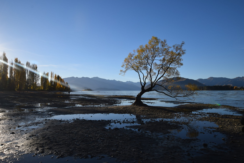 nature, non-urban scene, plant, day, outdoors, beauty in nature, scenics - nature, tree, mountain, reflection, wanaka, water, lake wanaka, mountains
