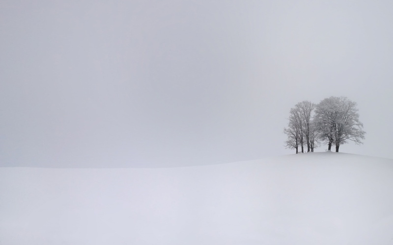 fog, mist, cold temperature, beauty in nature, frozen, tranquility, simple, white color, branch, no people, environment, plant, monochrome, snowing, overcast