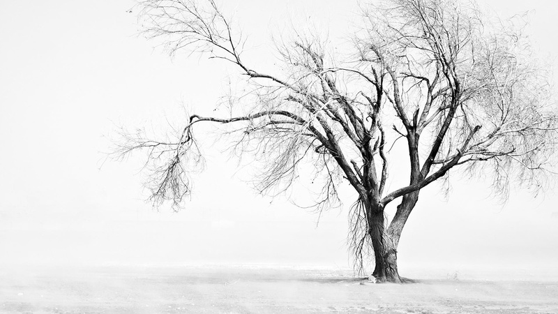 water, tranquility, lake, trees, monochrome, scenics - nature, white, bright, outdoors, tranquil scene, winter, simple, beauty in nature, fog, no people