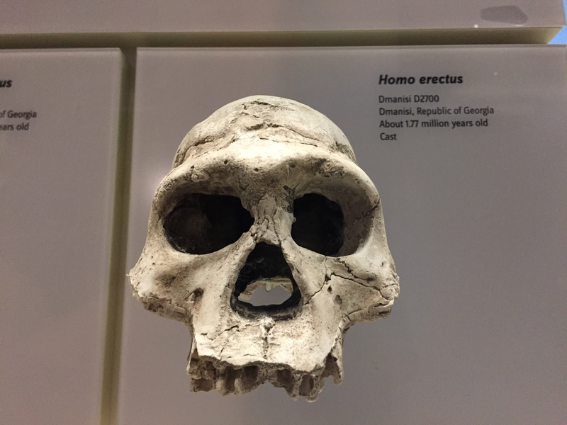 smithsonian, evolution, fear, horror, spooky, halloween, communication, human skull, anatomy, ancestor, still life, skeleton, indoors, human skeleton, close-up