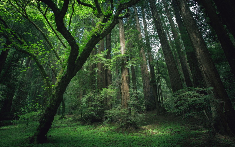woodland, outdoors, green, day, dark, rainforest, non-urban scene, beauty in nature, scenics - nature, tranquility, tree, moss, trees, tranquil scene, lush foliage