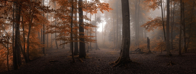 land, pine woodland, nature, tranquil scene, tranquility, tree, dawn, forest, dark, environment, autumn, framed, coniferous tree, woodland, window, scenics - nature