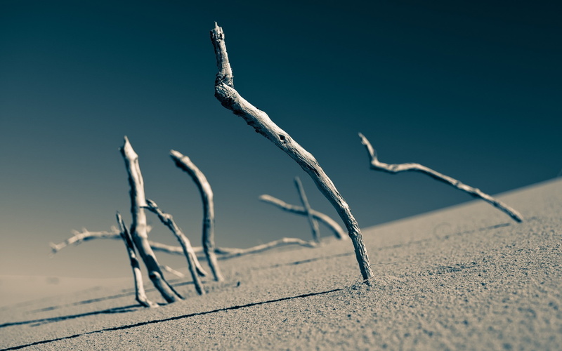 sand, clear sky, branch, depth of field, blurred, 2K, photography, macro, dead trees, lines, landscape