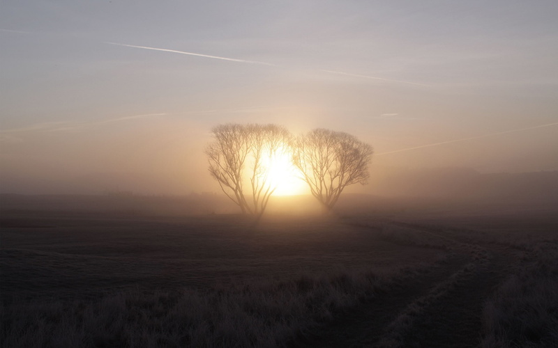 Morning, Fog, 2K, Trees, Sunrise, Dawn