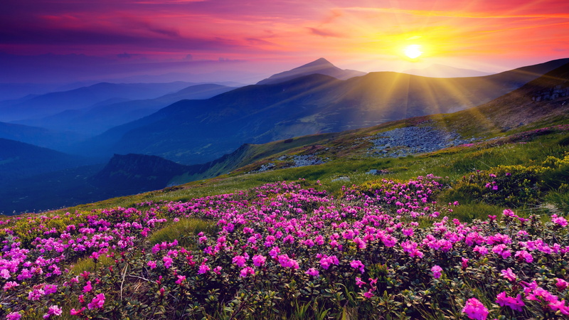 Flowers, Dawn, Grass, Sunrise, Mountains, 4K