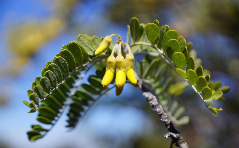 plant part, commons, focus on foreground, national, foto, unitedstates, outdoors, slta77, freshness, day, haikuukaahupuaa, amerika, geotagged, High, vulnerability