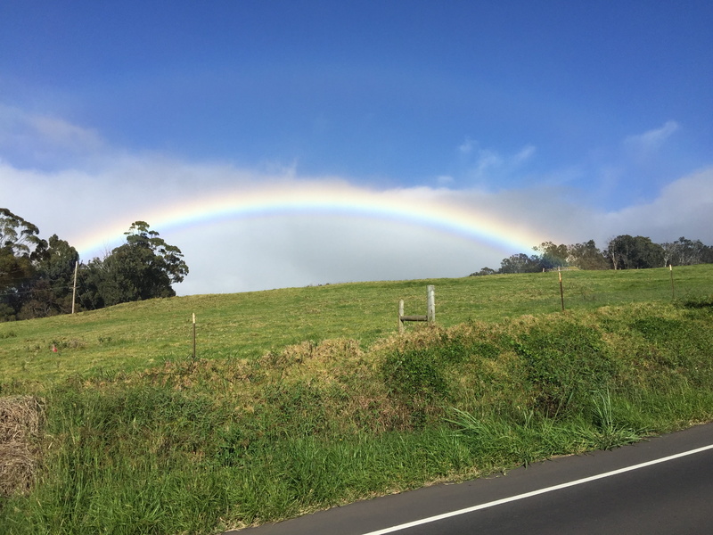 Maui, road, tree, outdoors, environment, nature, Haleakala, transportation, grass, scenics, tranquility, beauty in nature, plant, land, double rainbow