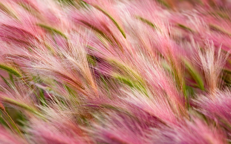 wallpape, desktop, 2K, mac, os, no people, beauty in nature, mavericks, feather, pink color, green, x, nature, freshness, hair, close-up, plant, backgrounds