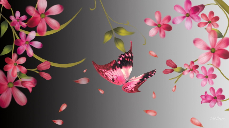 spring, fleur, petal, summer, abstract, breeze, pink, 1080P, papillon, warm light, flys, gray, flowers, butterfly