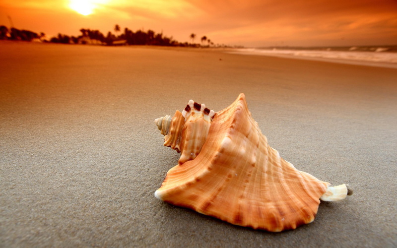 sunset, 2K, 2560x1600, beaches, shell, sand, white, orange, beach, conch