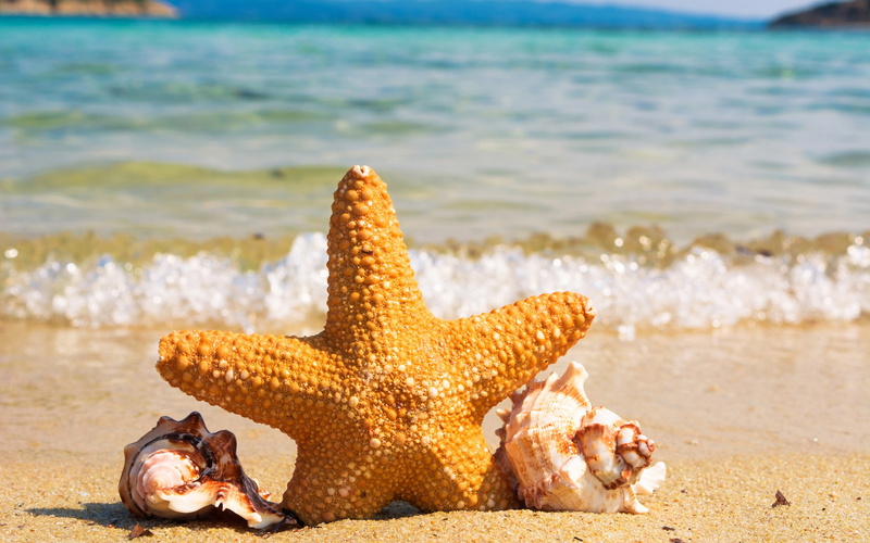 water, animals in the wild, summer, nature, sea, marine, beach, conch, starfish, animal, one animal, hd, 4K, beauty in nature, outdoors, animal themes