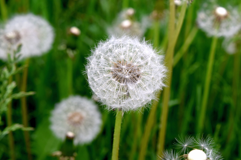 summer, flower, flora, flowering plant, wildflower, season, blooming, nature, spring, beauty in nature, delicate, blur, dandelion seed, plant, field, springtime
