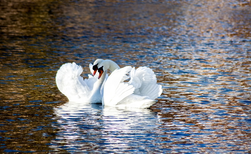 animals in the wild, outdoors, Pair, Romantic, Pond, Animals, vertebrate, Swim, Light, two, no people, Lake, Bird, Beautiful, Birds, Summer, Love, animal wildlife