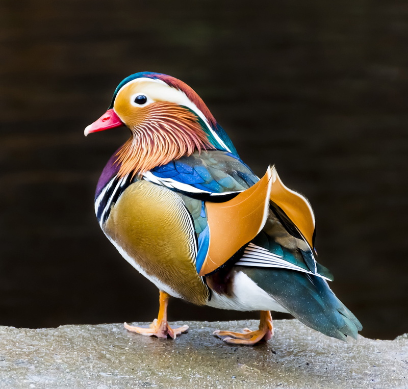 close-up, blue, mandarin, animal wildlife, plumage, day, beauty in nature, wildlife, duck, 2K, poultry, beak, multi colored, feather, animals in the wild