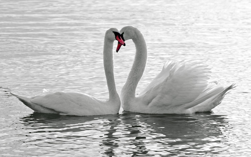 desktop, reflection, love, water, feathers, wildlife, 1080P, images, birds, pond, lakes, animals, romance, emotion, swans