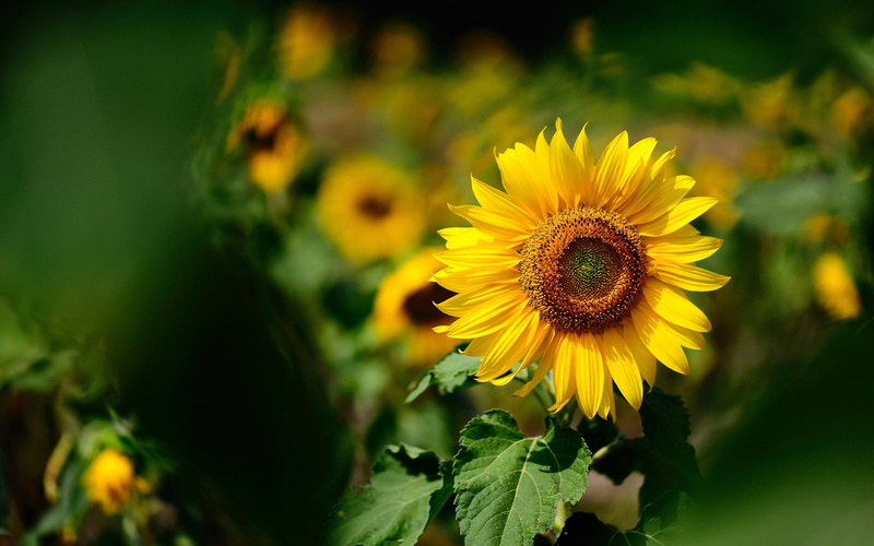 Sunflower, Blurring, Yellow, 1080P, Sunny, Background, Flower, Summer