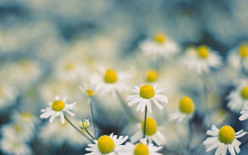 springtime, 2K, flower, plant, white flowers, selective focus, focus on foreground, white, macro, Chamomile, petal, nature, flower head, yellow, bright