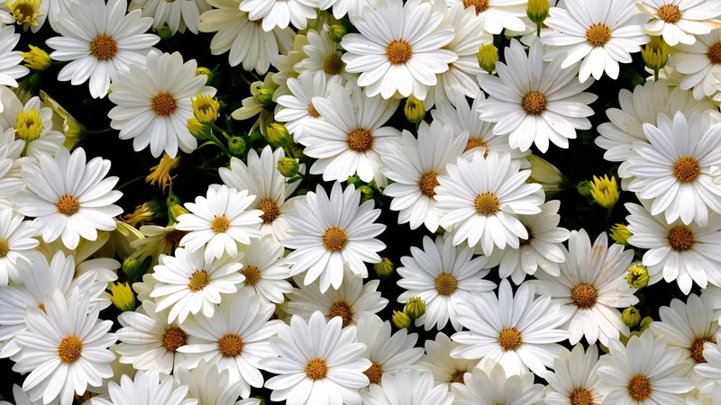 chamomile, flower, 1080P, plant, daisy, blossom, flowers