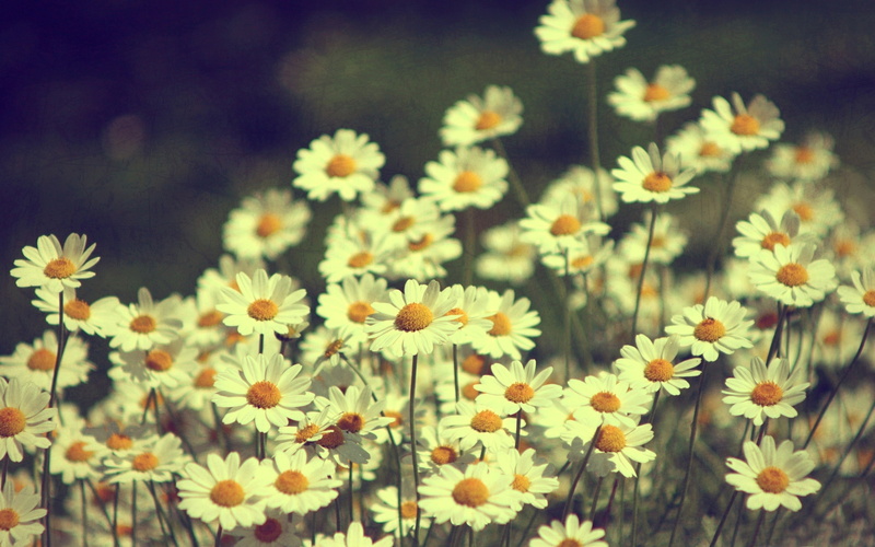 backgrounds, freshness, no people, yellow, flowers, flower head, day, outdoors, 2K, inflorescence, close-up, Chamomile, petal, plant, flowerbed, growth