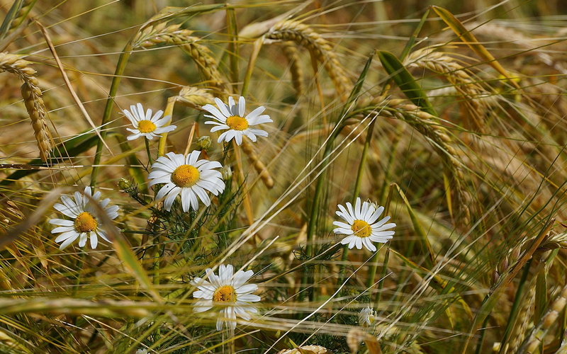 Wheat, Field, Flowers, Chamomile, 1080P