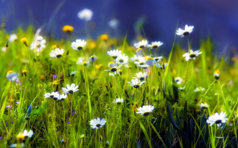 blossom, sky, season, flowers, non-Urban Scene, beauty In Nature, vibrant Color, backgrounds, selective Focus, macro, rural Scene, green Color, flowering plant