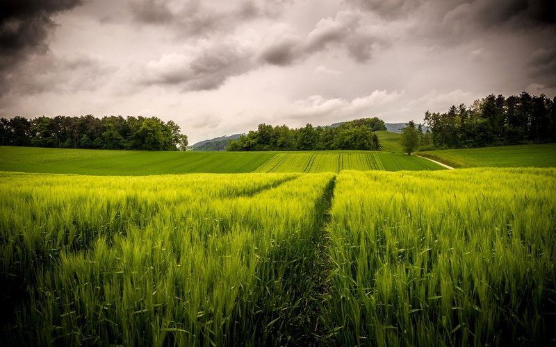 field, Hills, Fields, rice, Sky, Green, Clouds, 1080P, Trees
