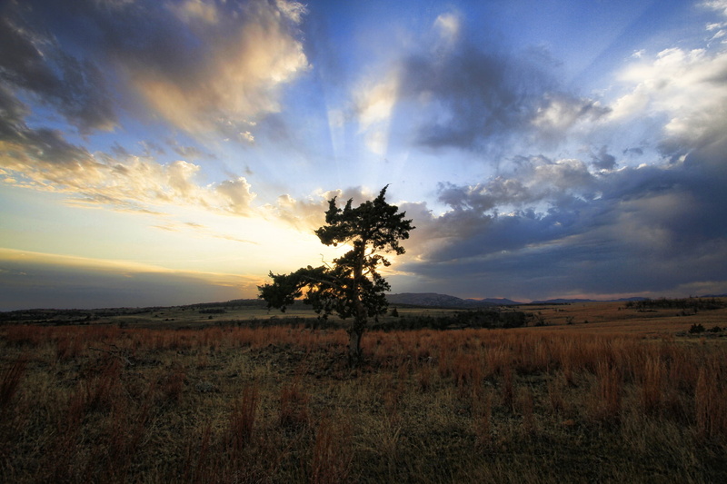nature, photo, grass, daytime, summer, green tree, outdoors, 1080P, field, Wichita Mountains Wildlife Refuge, sun, Larry Smith, blue, Light, Oklahoma