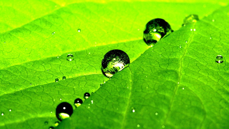 droplet, garden, leaf beetle, condensation, growth, drop, leaves, close-up, wet, spring, botany, 1080P, close, morning, rain, environment, animal, water