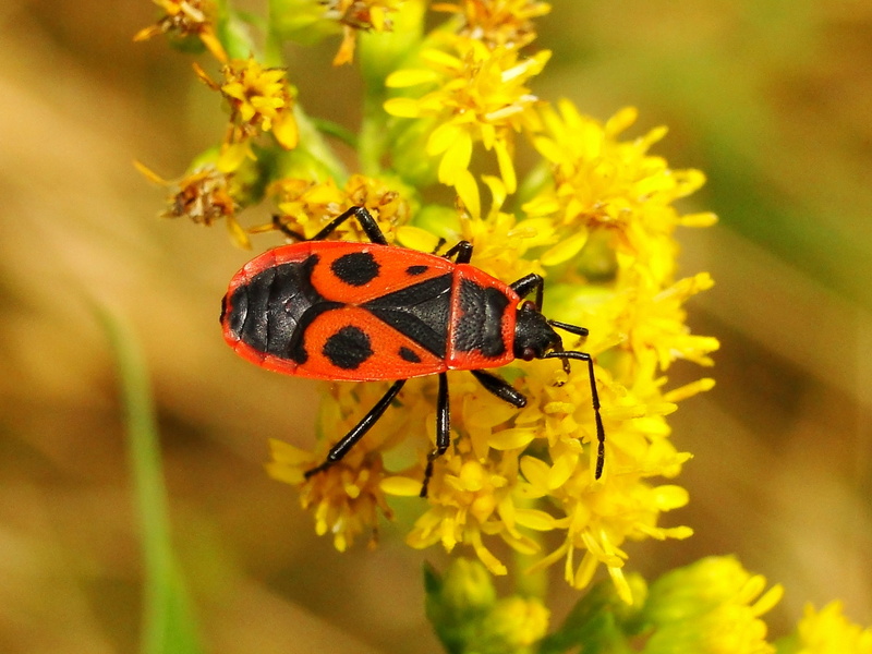 no people, animals, close-up, pollination, animals in the wild, petal, outdoors, the environment, animal themes, beauty in nature, animal, vulnerability