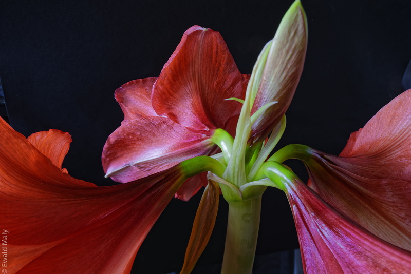 flowers, nature, plant, Amaryllis, 5K, green, flower, pink, flower Head, beauty In Nature, petal, Austria