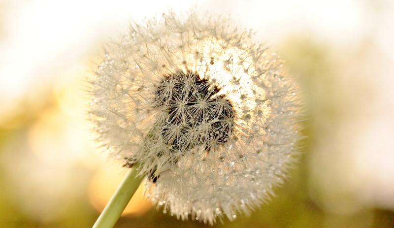 s, Dandelion Flower, 1080P, dandelion, flower, Macro