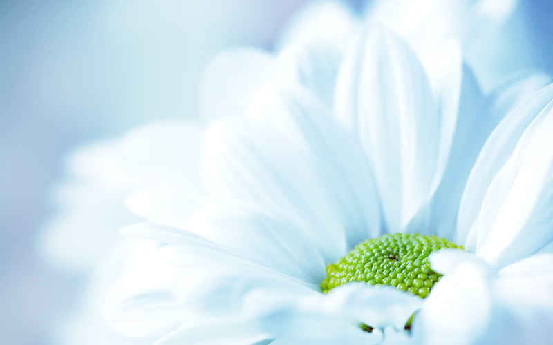 macro, white, nature, white flowers, flowers, daisy, 1080P