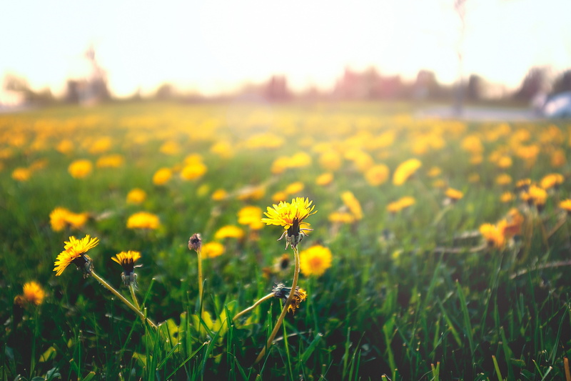 yellow, 4K, dandelions, petals, dandelions. mother and stepmother, flowers, grass