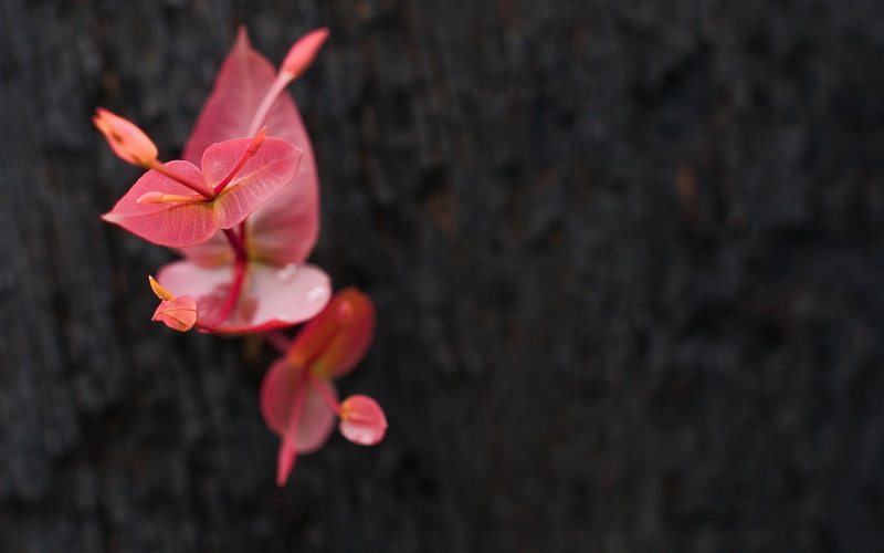 flowering plant, no people, plant, beauty in nature, white, studio shot, flower head, vulnerability, leaf, pink, nature, black background, outdoors, decor