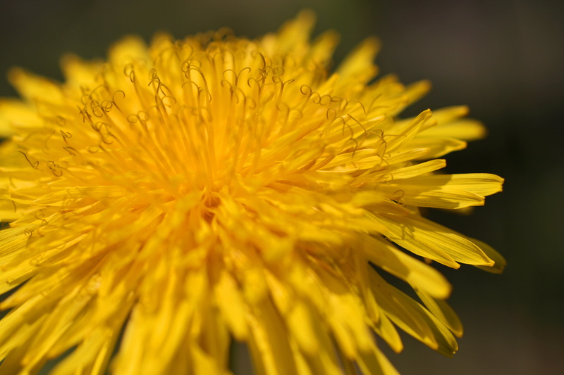 close-up, yellow, 4K, single Flower, plant, petal, macro, flower, Dandelion, photography, nature