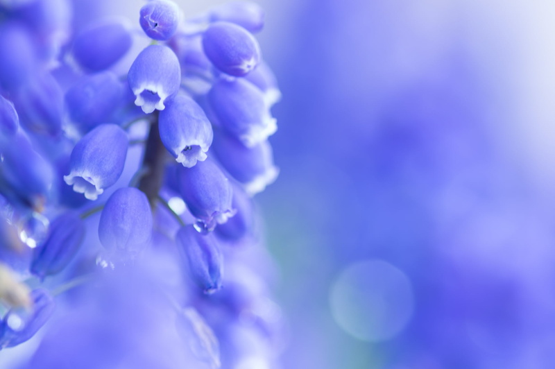 fragility, purity, colorful, petal, plant, beauty in nature, flower head, nature, flowers, blue, growth, purple, inflorescence, macro, close-up, selective focus