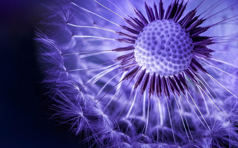 720P, macro, flower, dandelion