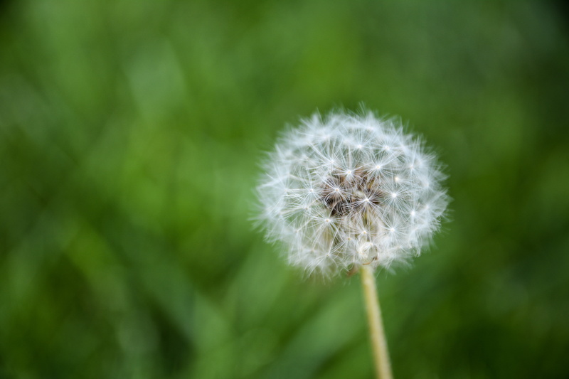 photography, springtime, plant, grass, white, dandelion, plante, flower, close-up, fluffy, macro photography, outdoors, cigale, nature, seed, summer, single Flower