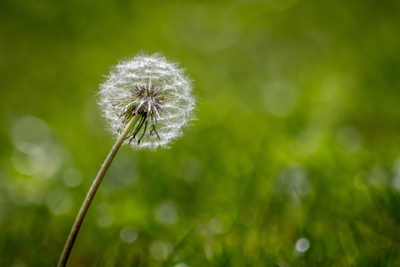 summer, close-up, grass, fluffy, green Color, plant, seed, meadow, white, nature, springtime, flower, macro, selective focus, green, Dandelion, canon  eos  350d