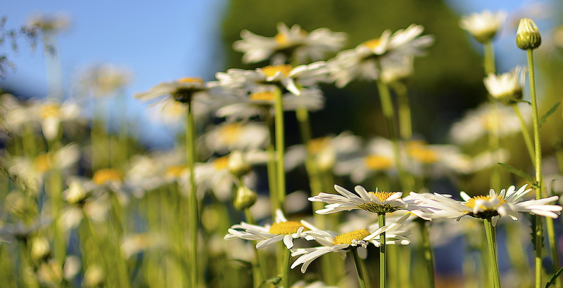 Daisies, summer, close-up, springtime, focus, 4K, meadow, Backyard, plant, flower, nature, shallow, yellow, shallow focus, outdoors, Flowers, Nikon D5100