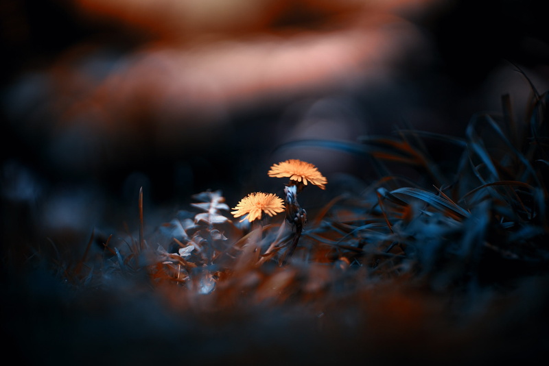 1080P, plants, dandelion, macro